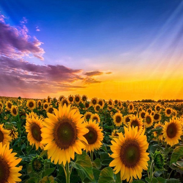 Sunflower - 200*145cm - Printed Tapestry UK