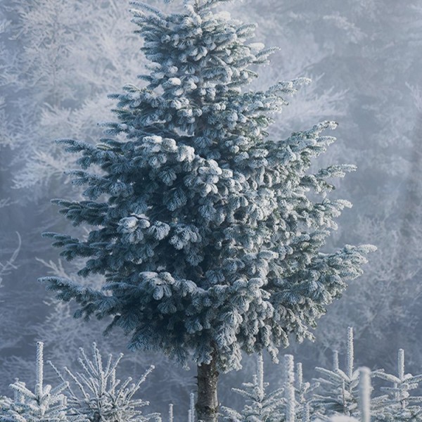 Trees in Snow - 130*145cm - Printed Tapestry UK