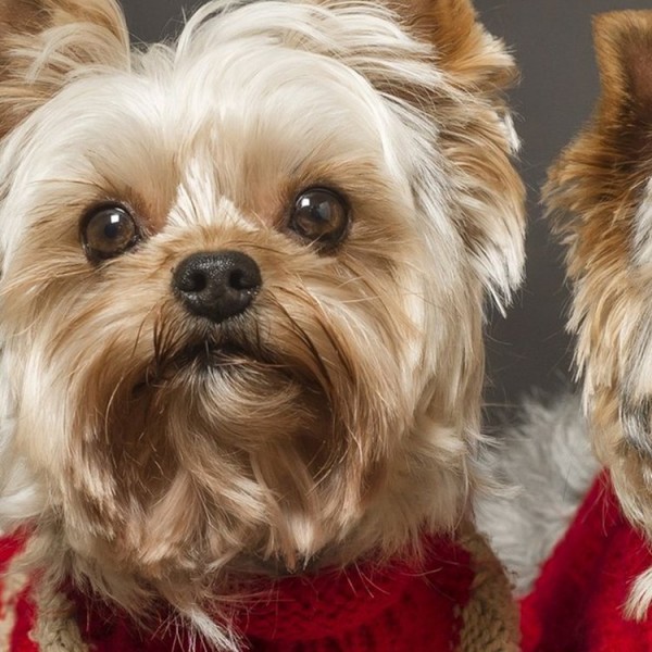 Two Dogs - 100*75cm - Printed Tapestry UK